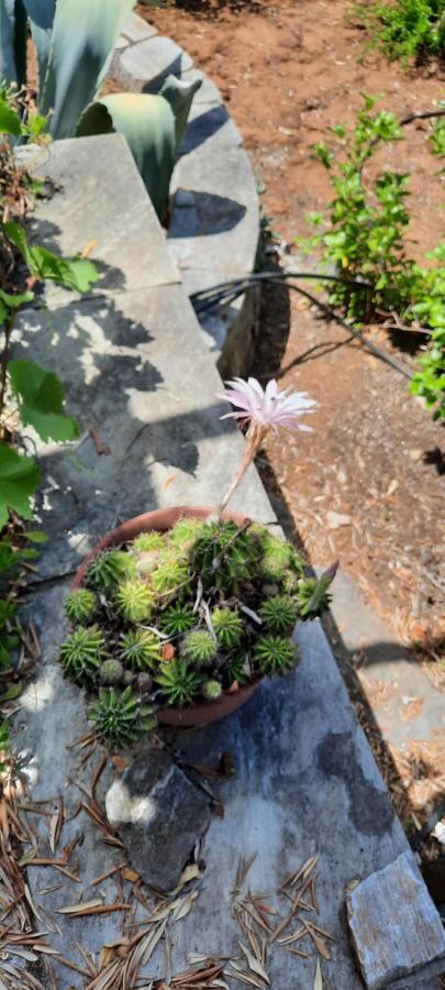 Villa Imelda Áfissos Dış mekan fotoğraf