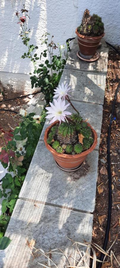 Villa Imelda Áfissos Dış mekan fotoğraf